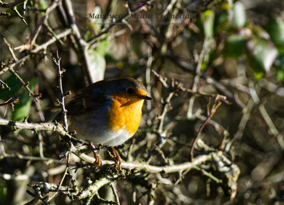 Robin red breast at Antrim castle