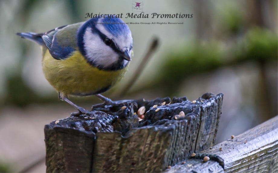 Blue tit getting peanuts at Tollymore forest park in the winter